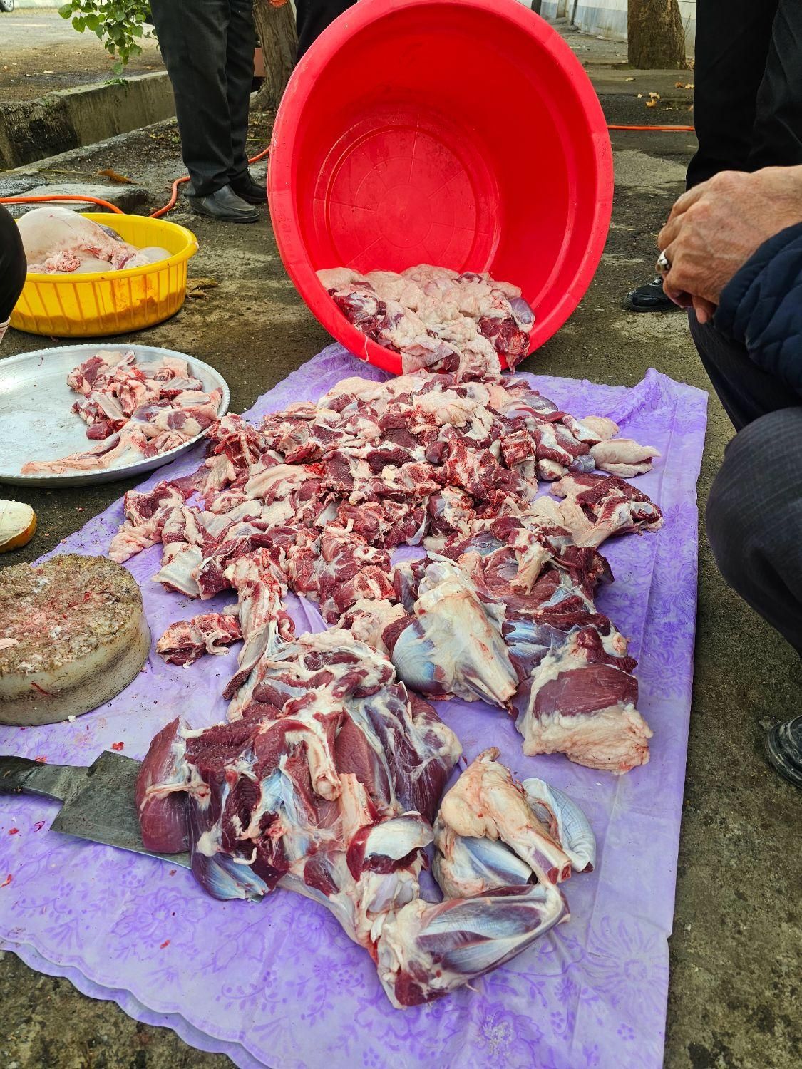 گوسفند زنده|حیوانات مزرعه|تهران, شهرک ولیعصر جنوبی|دیوار