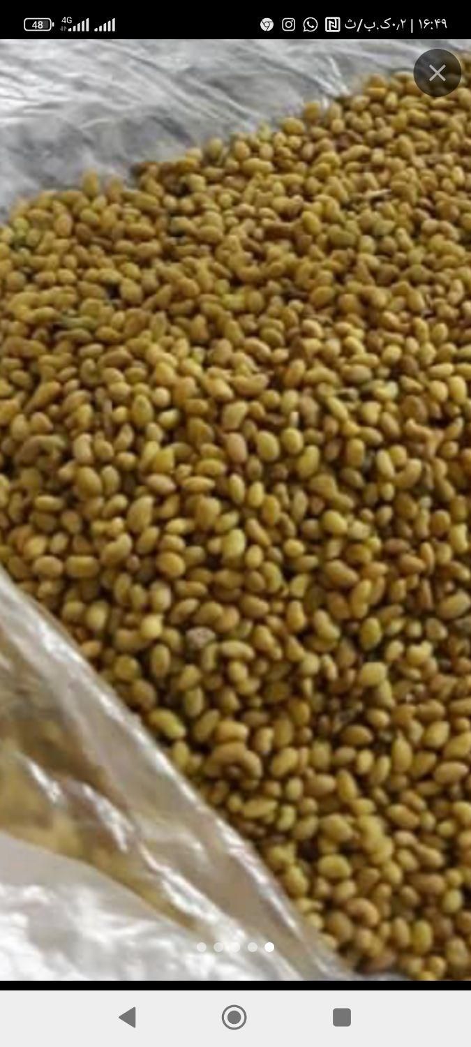 تخم علف بمی محلی اصلی کشاورز|خدمات باغبانی و درختکاری|کهنوج, |دیوار