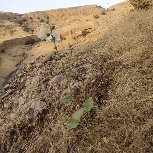 یک عدد پرنده پیدا شده|حیوانات|گتوند, |دیوار