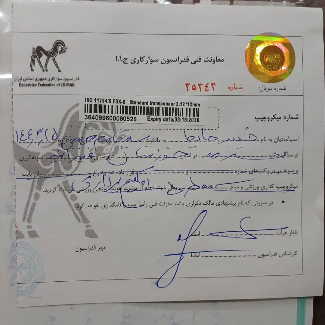 اسب عرب خالص ایرانی خوزستان|اسب و تجهیزات اسب‌سواری|تهران, آهنگ|دیوار
