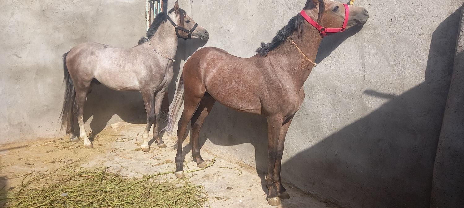 اسب عرب مصری نریون دوساله|اسب و تجهیزات اسبسواری|قزوین, |دیوار