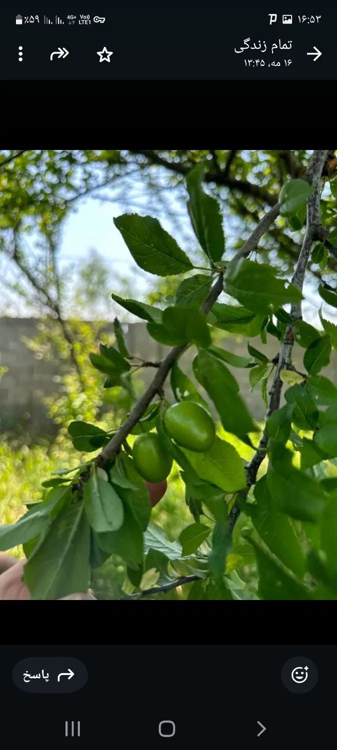 یک قطعه زمین در فلکده عباس آباد|فروش زمین و ملک کلنگی|رشت, پسیخان|دیوار