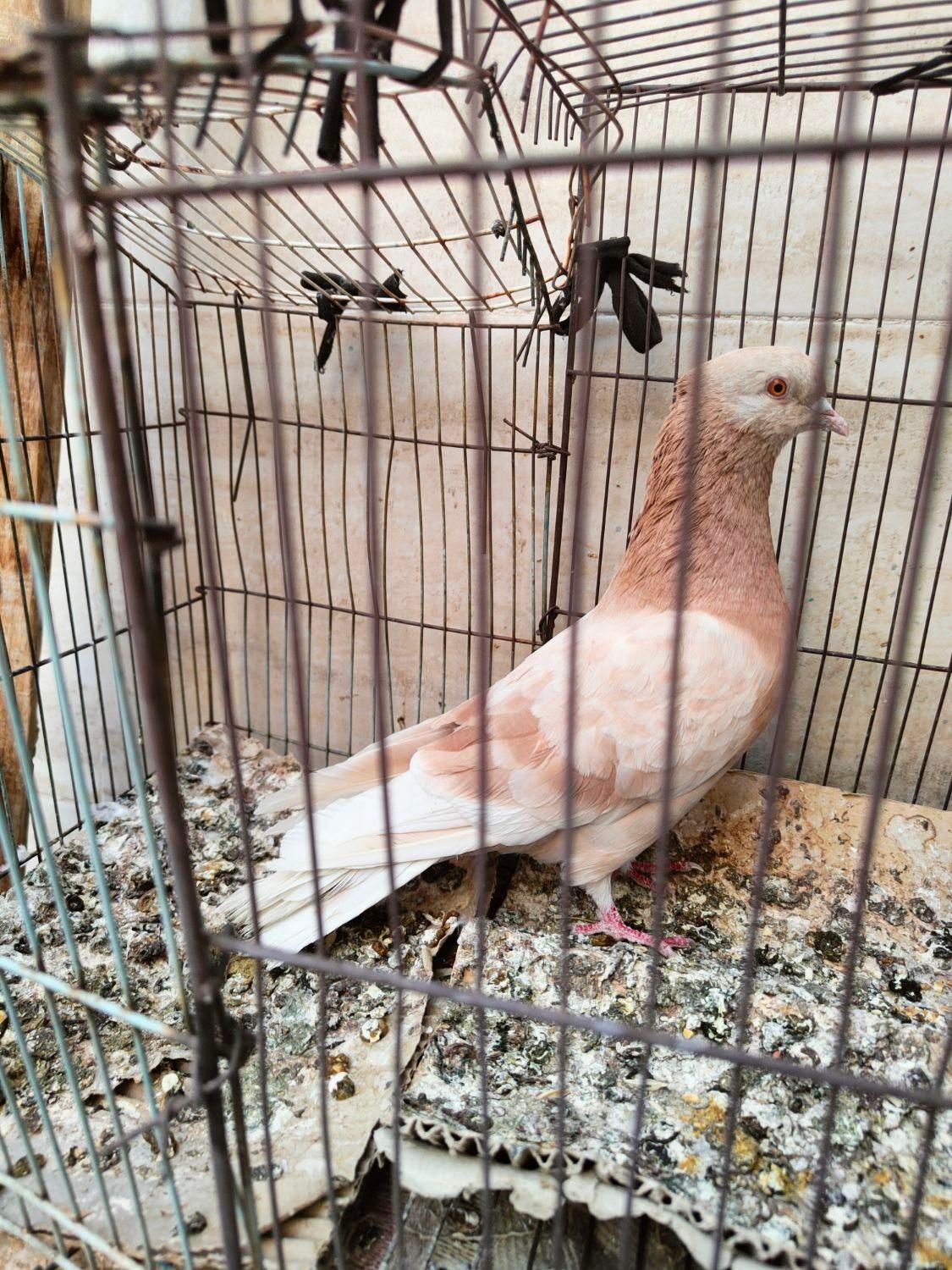 پرنده|پرنده|اصفهان, دارک|دیوار