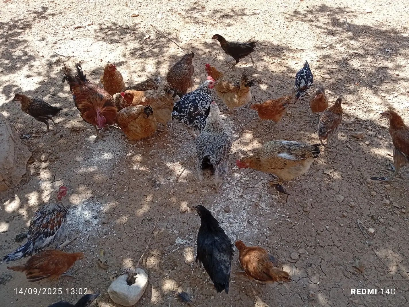 مرغ و خروس بومی مرغ های کاملا بومی و تخم گذار|حیوانات مزرعه|لردگان, |دیوار
