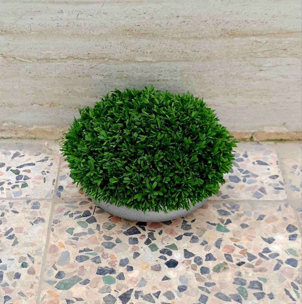 سبزه آماده تحویل|گل و گیاه طبیعی|کوهدشت, |دیوار