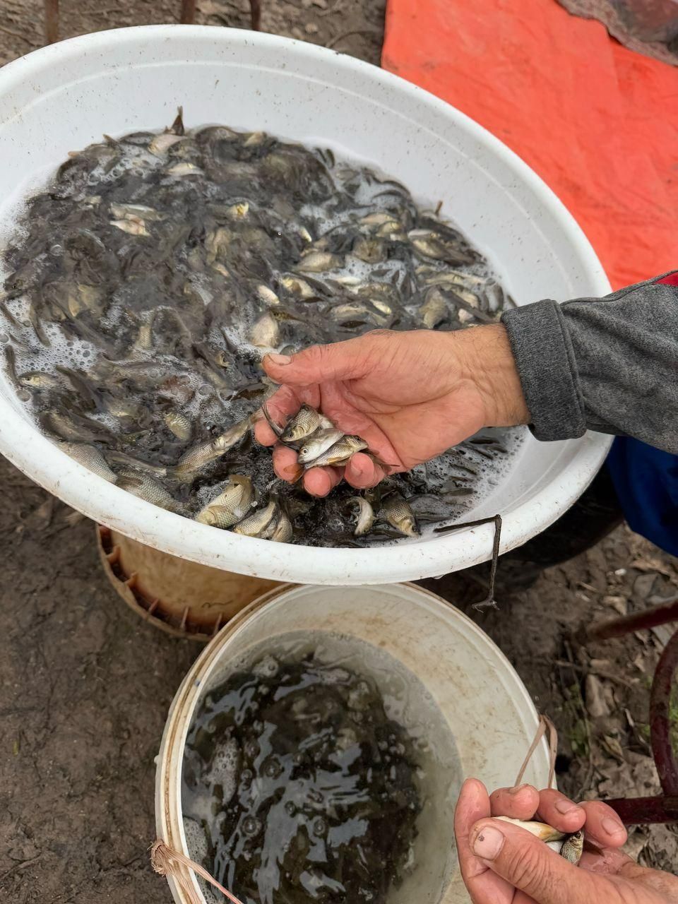 ..پرورش کشاورزی بچه ماهی.کپورر.آمور شمشیری|ماهی|مشهد, هفده شهریور|دیوار