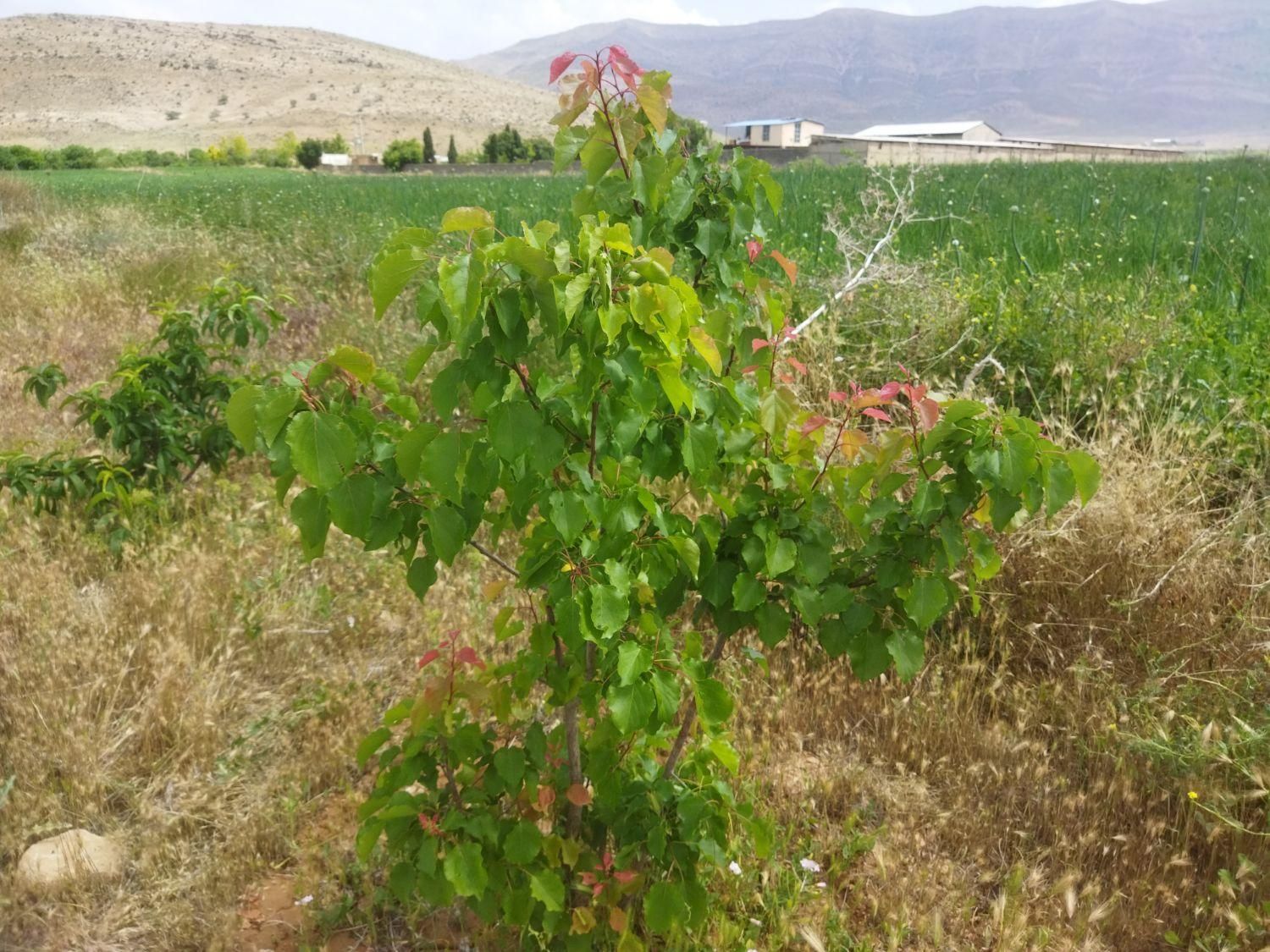 باغ حسین اباد بیضا|فروش زمین و ملک کلنگی|بیضا, |دیوار