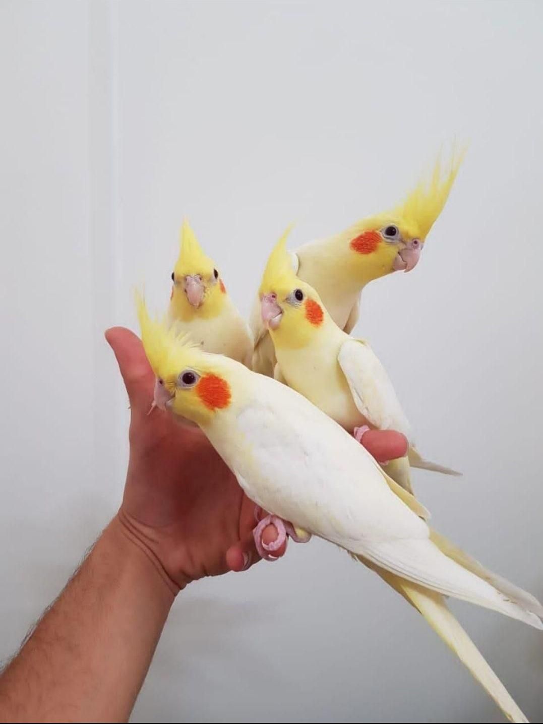 دنیای عروس هلندی دستی سخنگو نر ماده باضمانت ۵سال|پرنده|تهران, استاد معین|دیوار