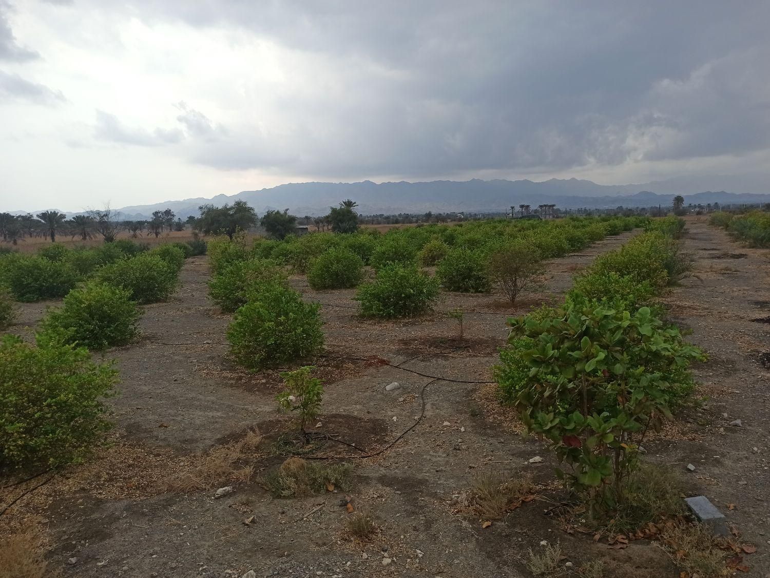 فروش توافقی قطعه ملک باغی در روستای خیراباد رودان|فروش زمین و ملک کلنگی|میناب, |دیوار