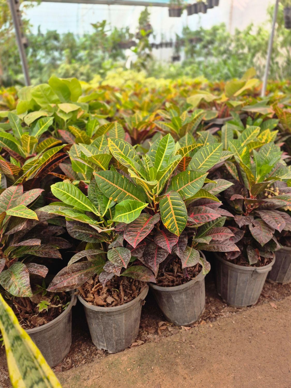 گل کروتن،قیمت تولیدی،گلخانه من|گل و گیاه طبیعی|بیرجند, |دیوار