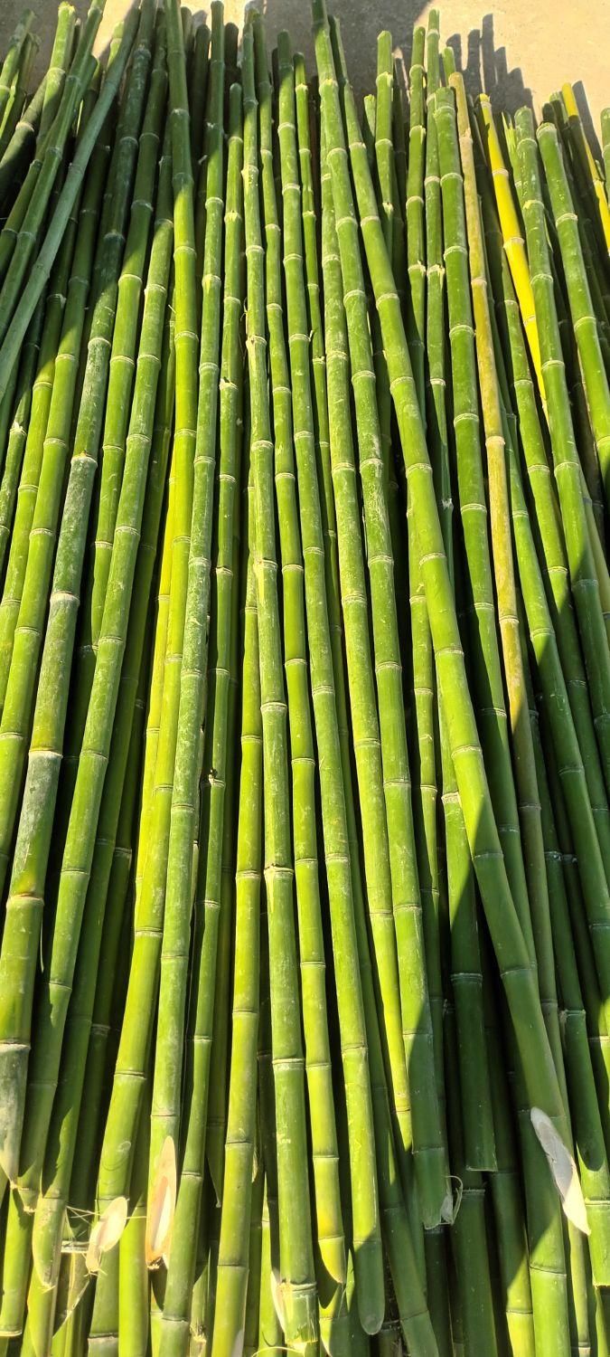 فروش چوب بامبو ۳ و ۴و ۵ متری قطر ۲و ۳ سانت|گل و گیاه طبیعی|اسلامشهر, ده عباس|دیوار