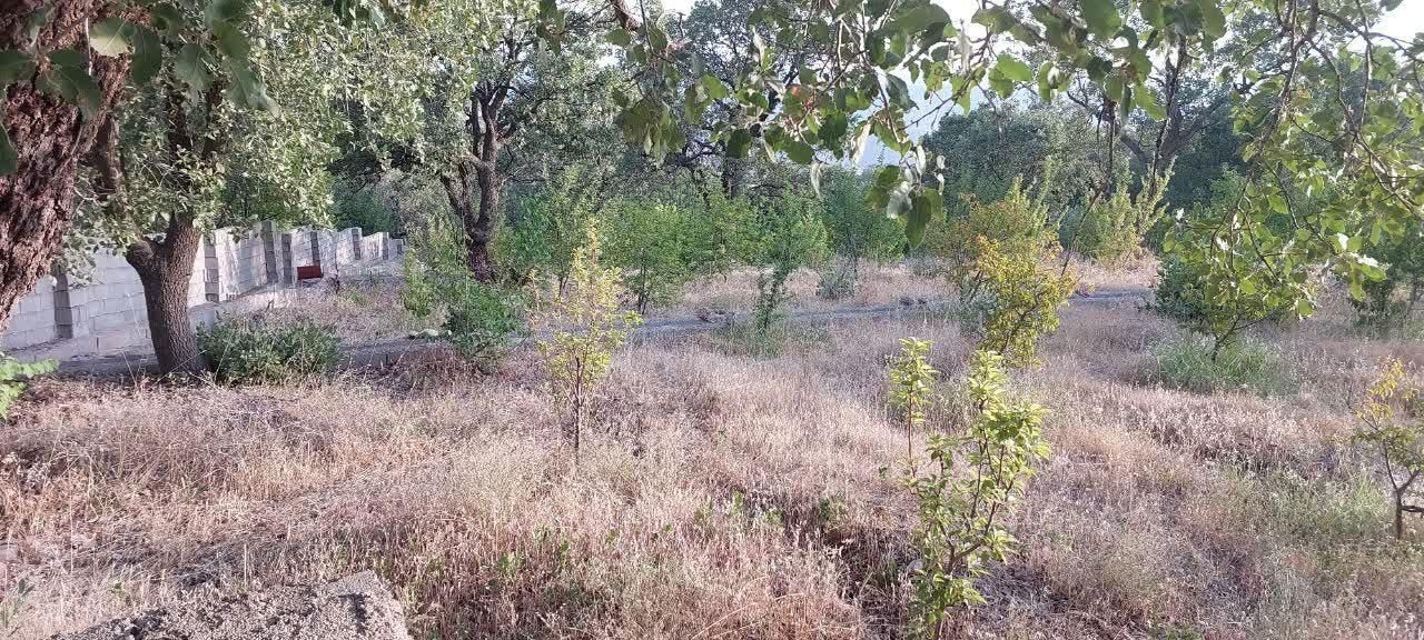 فروش باغ ۵۶۰۰ متری|فروش دفتر صنعتی، کشاورزی، تجاری|یاسوج, |دیوار