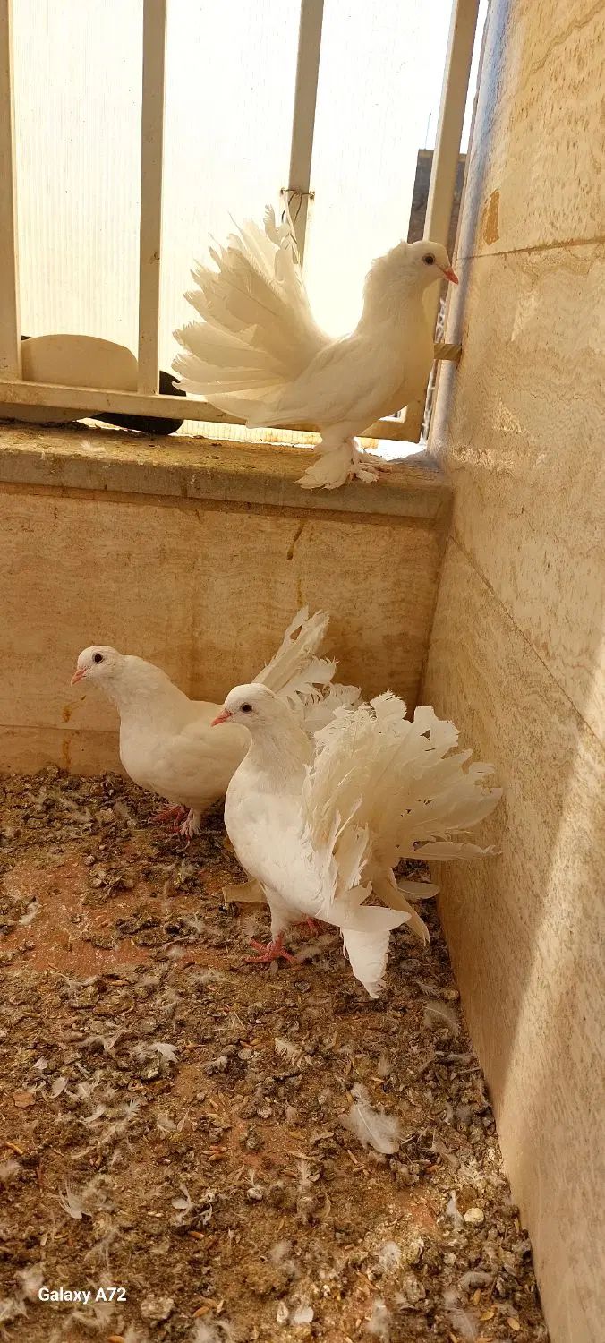 کبوتر دم چتری آمریکایی|پرنده|اصفهان, روشن‌دشت|دیوار