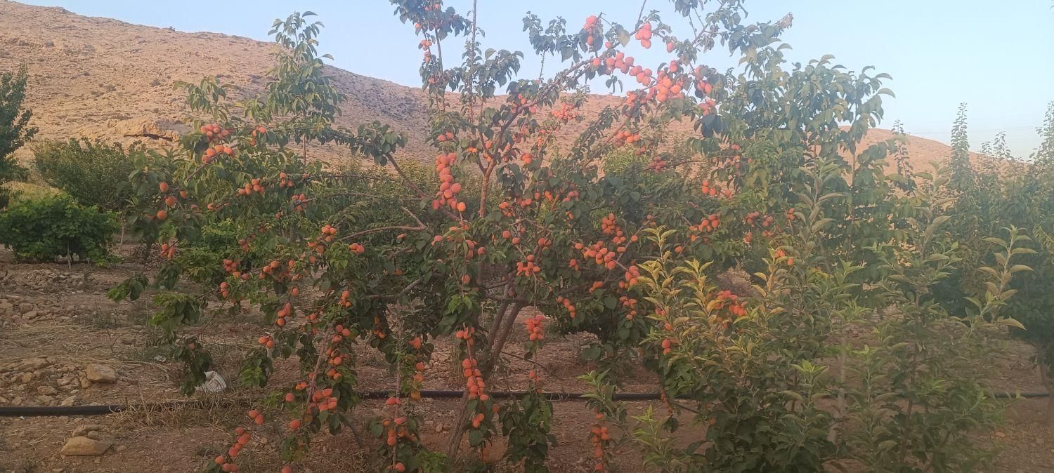 زمین باغی ملوسجان|فروش زمین و ملک کلنگی|شیراز, دوکوهک|دیوار