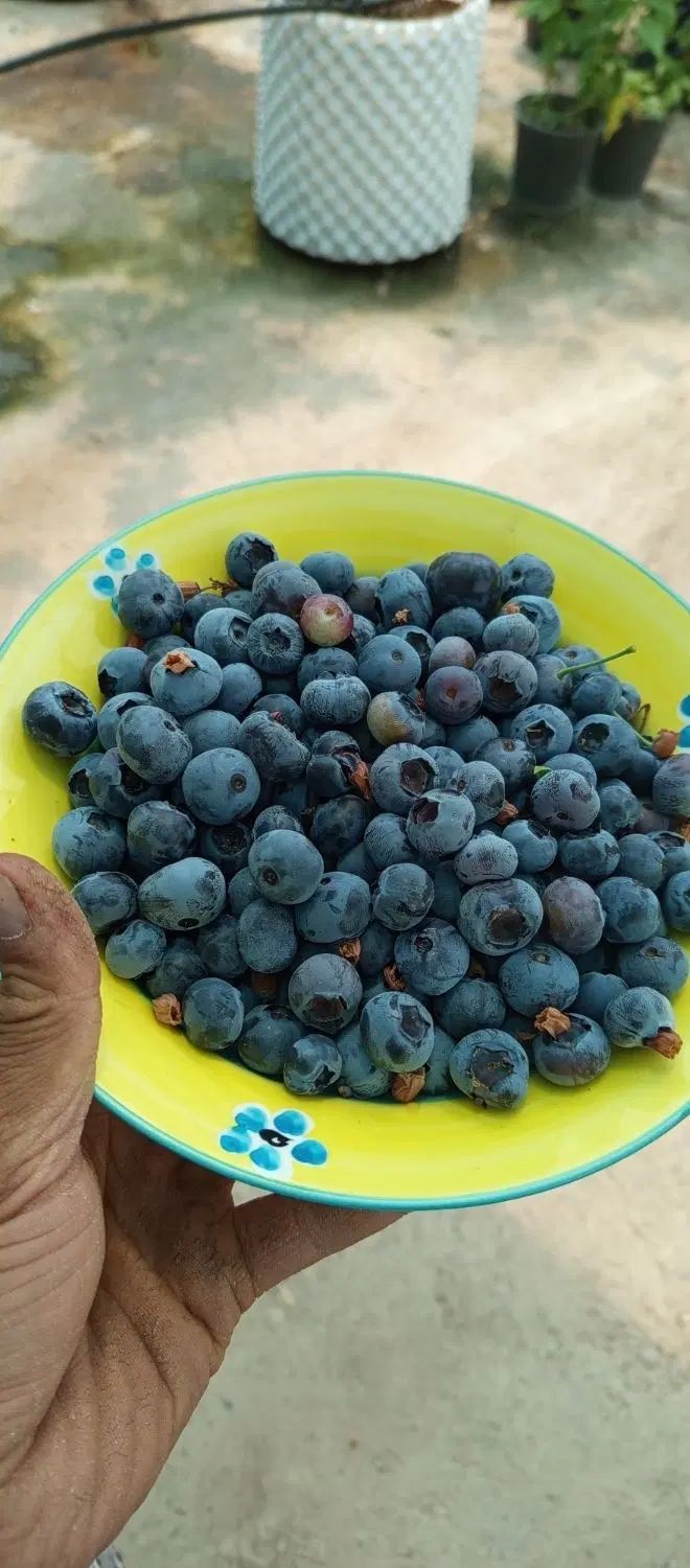 فروش میوه بلوبری و رزبری|خوردنی و آشامیدنی|تهران, ورزشگاه آزادی|دیوار