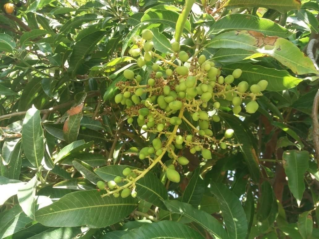 انوع نهال مرکبات و انبه و میوه های گرم سیری|خدمات باغبانی و درختکاری|بندرعباس, |دیوار