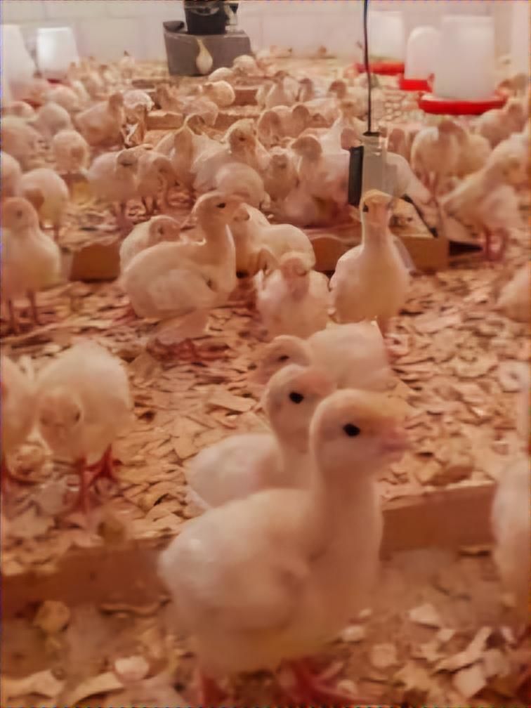 جوجه بوقلمون گوشتی بیوتی۶|حیوانات مزرعه|تنکابن, |دیوار