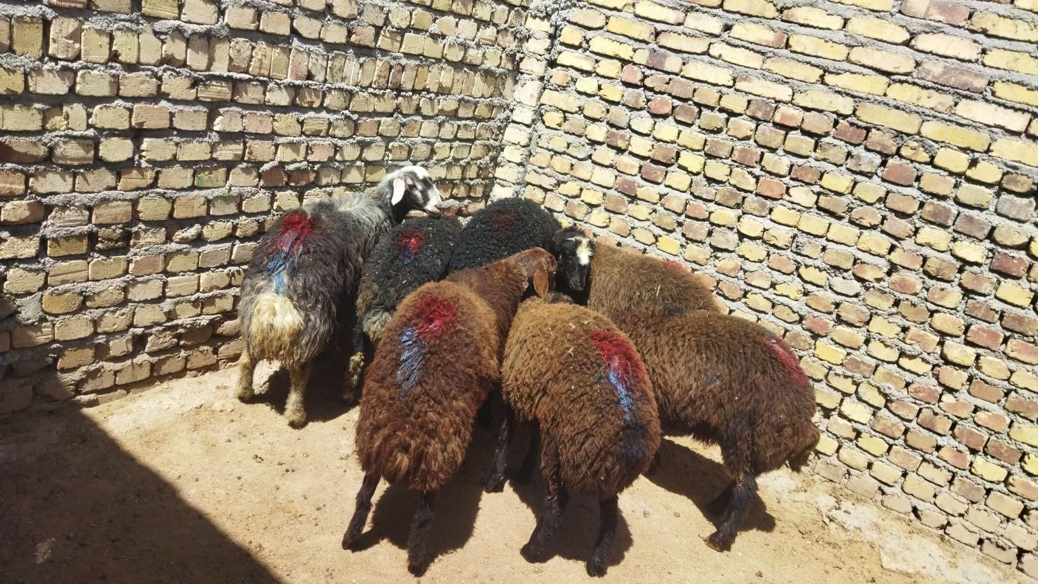 قوچ بره ماده جهت داشتی میش وشیشک|حیوانات مزرعه|قزوین, |دیوار