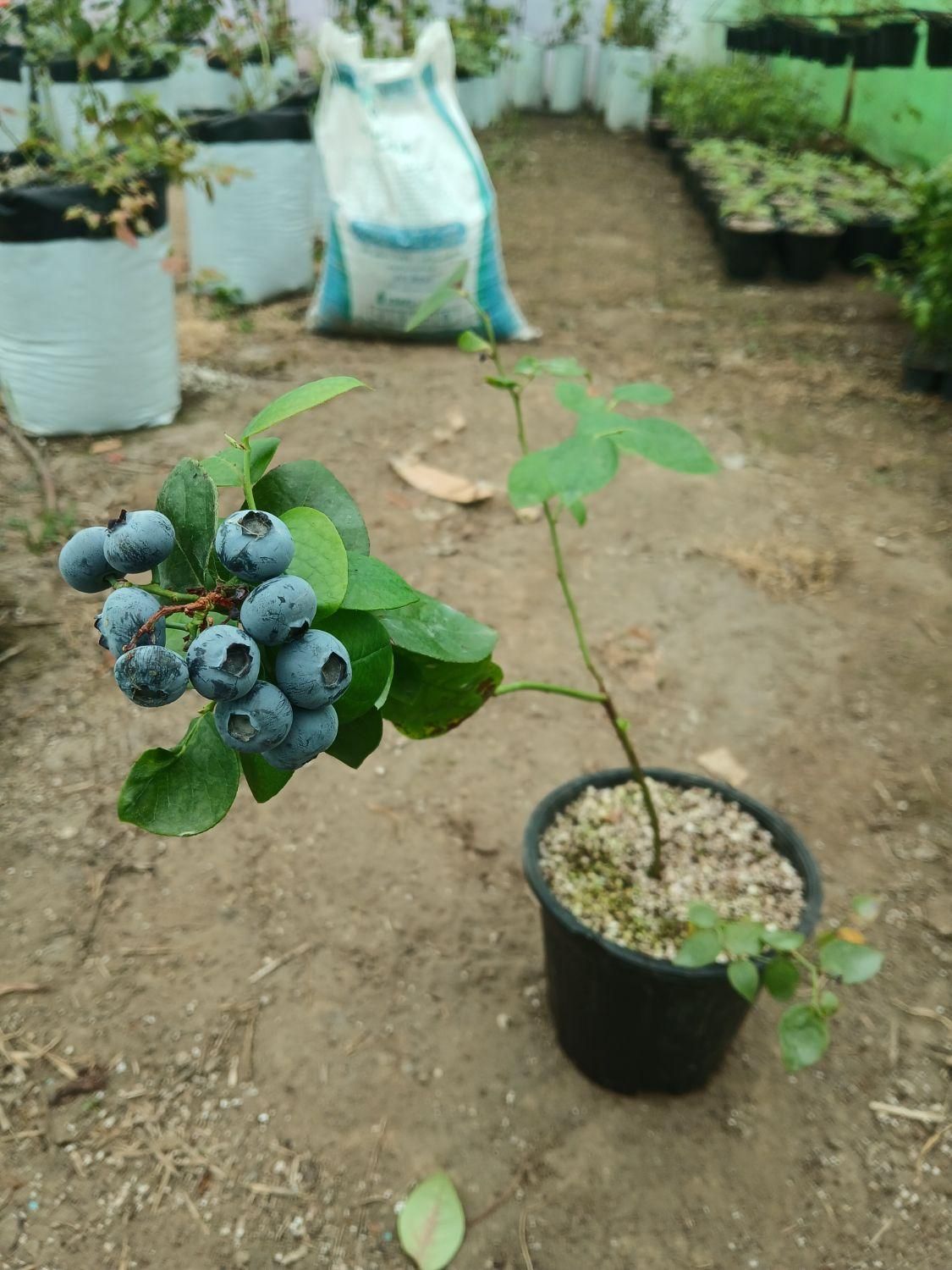 نهال بلوبری|خدمات باغبانی و درختکاری|لنگرود, |دیوار