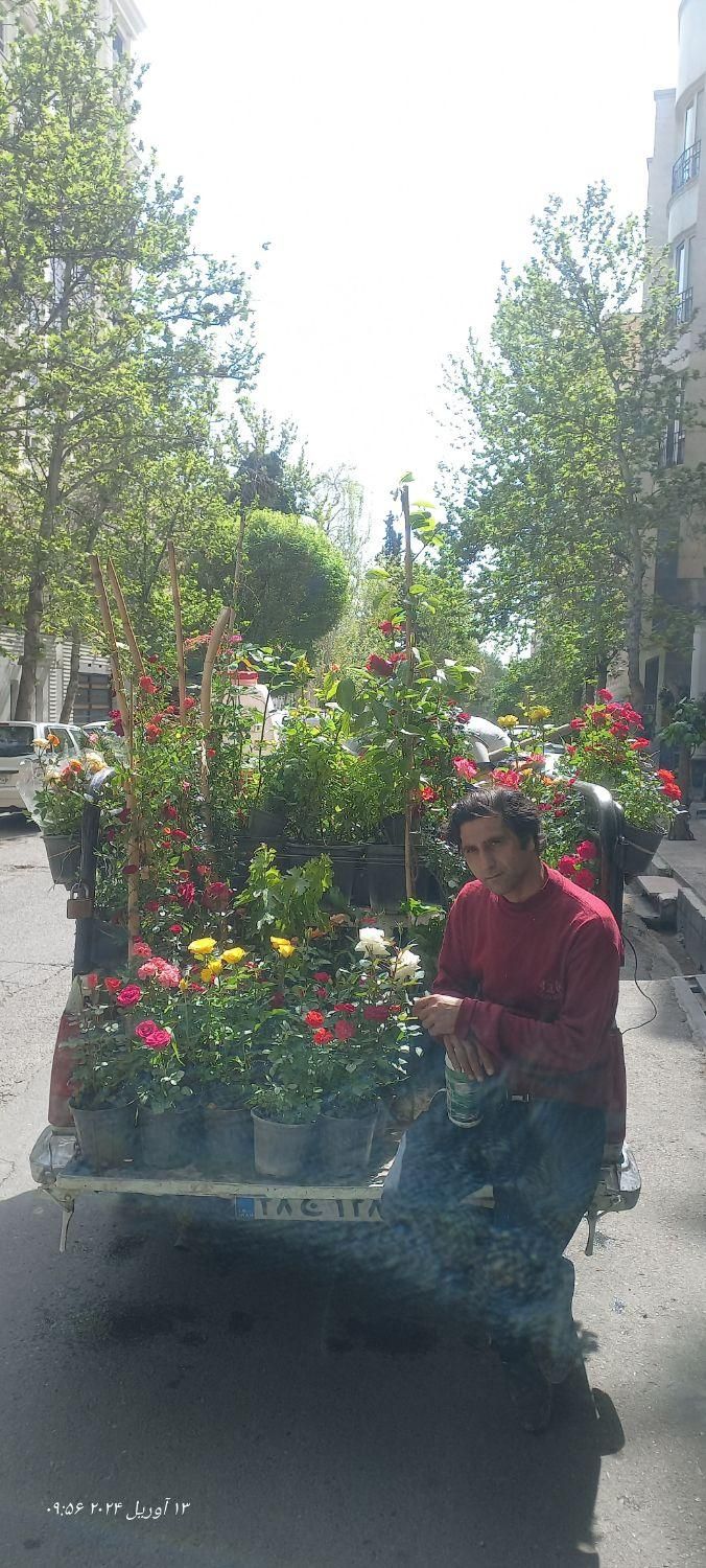 حرس درخت سم پاشی گل گیاه کودگلکاری آپارتمان|خدمات باغبانی و درختکاری|تهران, دروس|دیوار