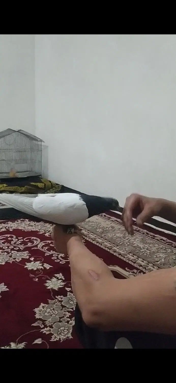 باسلام نر سینه سیاه دستی دنبال موتور ماشین پاک پاک|پرنده|کرمان, |دیوار
