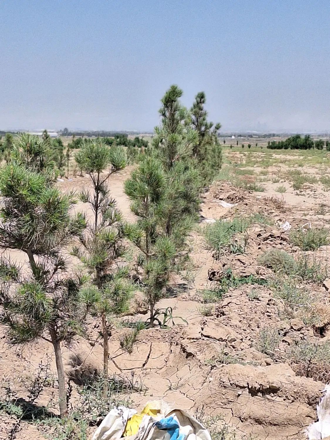 ۱۶.۸۰۰مترزمین،۲تاسند۶دانگ،سهیلیه زعفرانیه اقبالیه|فروش زمین و ملک کلنگی|کرج, باغ سیب|دیوار