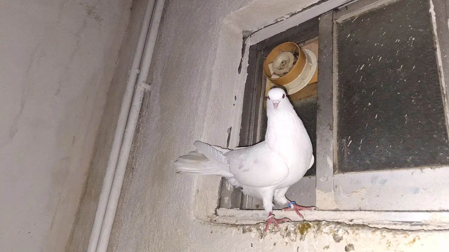 کبوترتمام سفید|پرنده|رشت, جماران|دیوار
