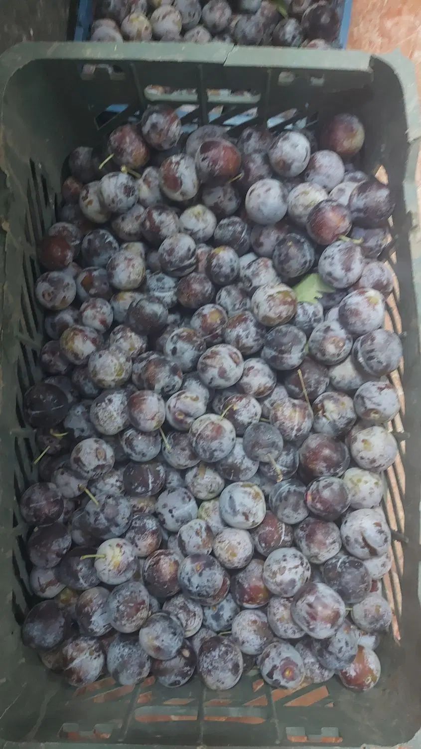 آلو طرقبه ای ودرشت|خوردنی و آشامیدنی|مشهد, طرق|دیوار