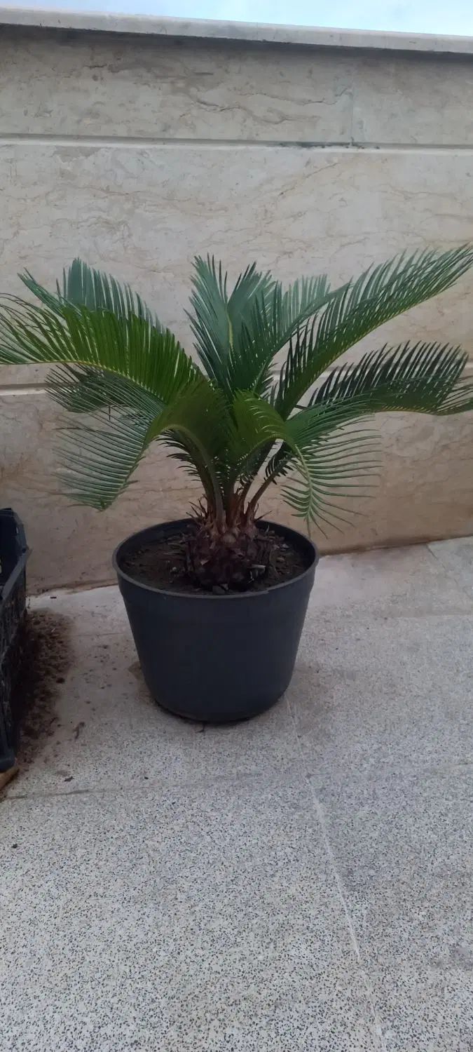 گل سیکاس|گل و گیاه طبیعی|رشت, پل تالشان|دیوار