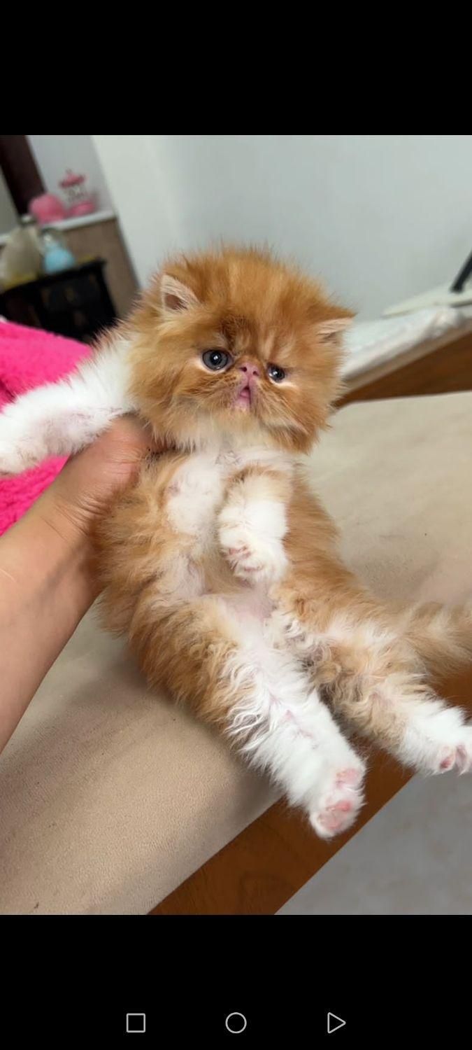 سرزمین گربه های اشرافی ( iran cats)|گربه|اهواز, زیتون کارمندی|دیوار
