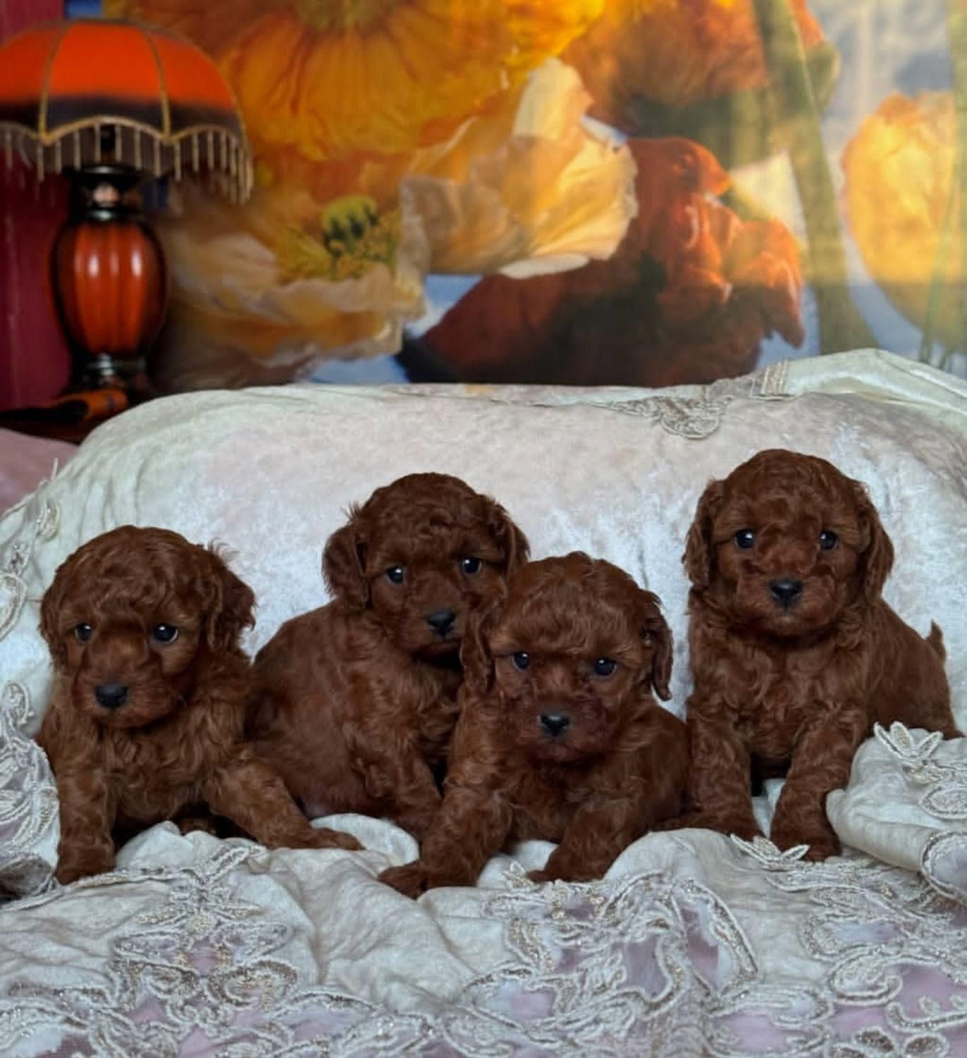 سگ توله توی پودل ۶۸ روز رد|سگ|تهران, سعادتآباد|دیوار