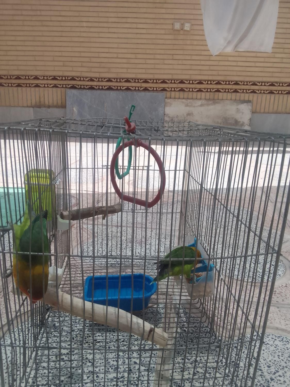 فروش طوطی کوتوله|پرنده|برخوار, |دیوار