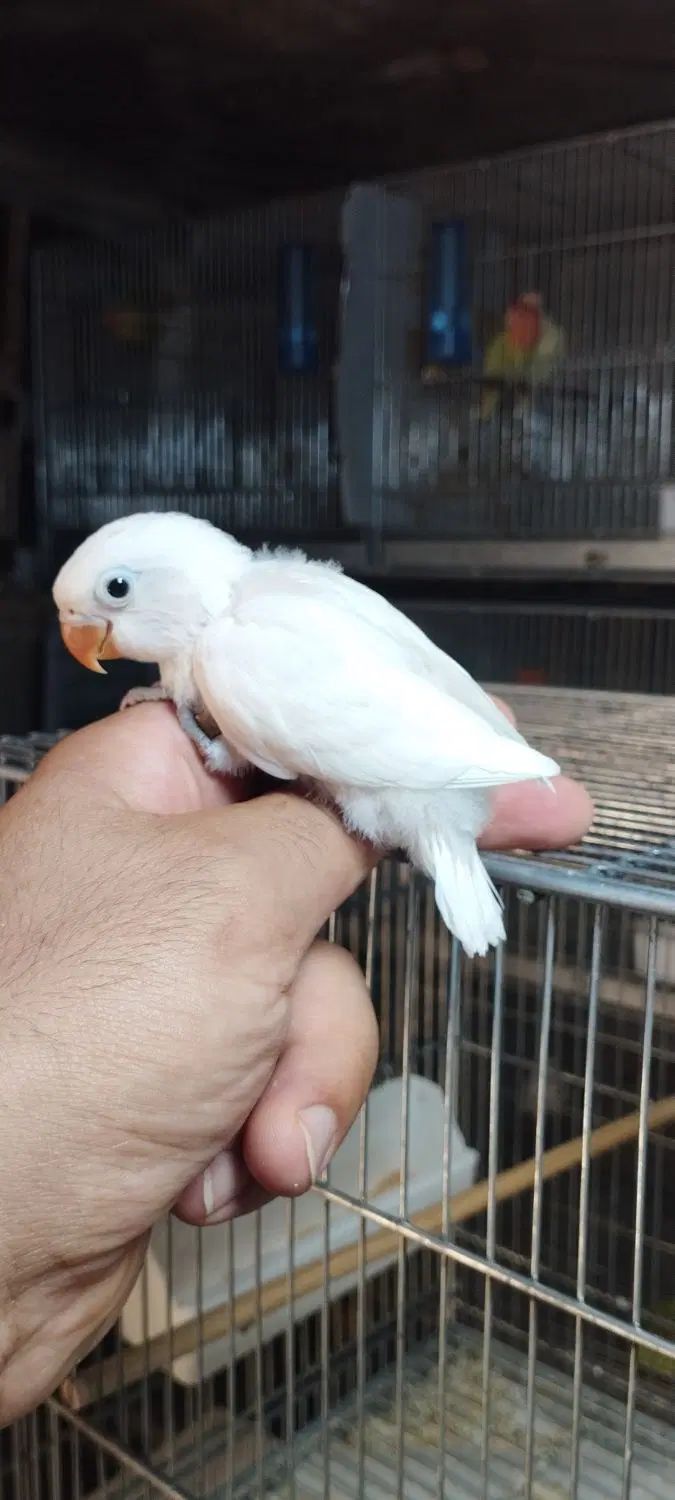 طوطی برزیلی دستی سرلاکی/جفت/نرماده/یوونگ/عروس راهب|پرنده|نظرآباد, صالح آباد|دیوار