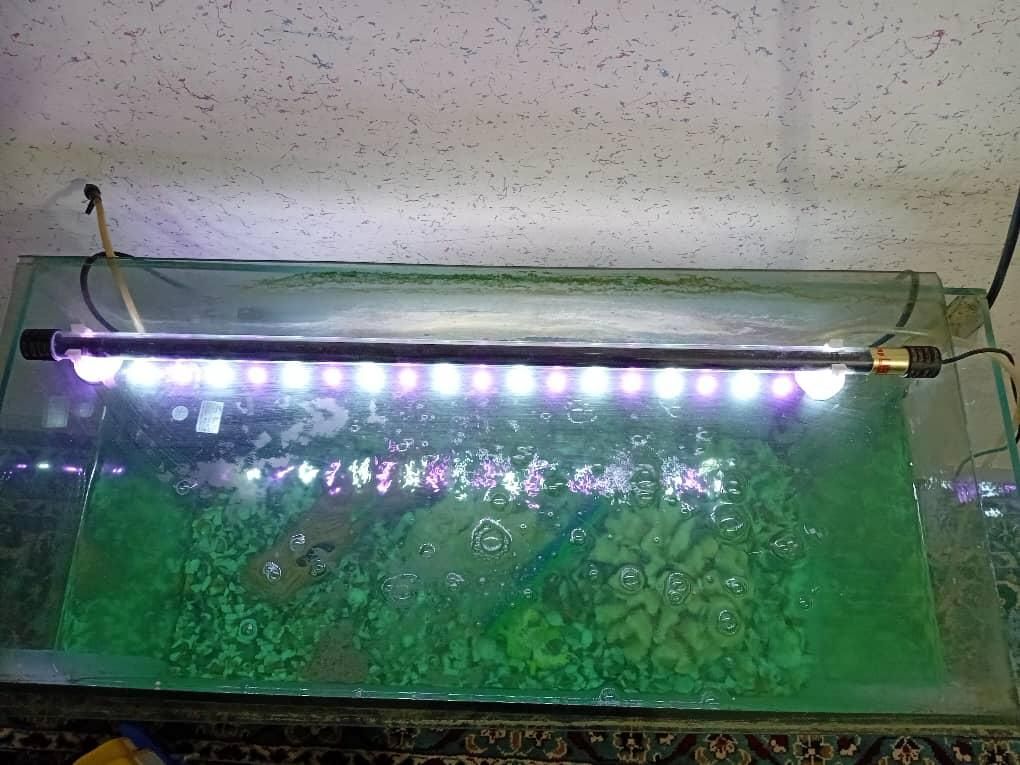 آکواریوم|ماهی|دزفول, |دیوار