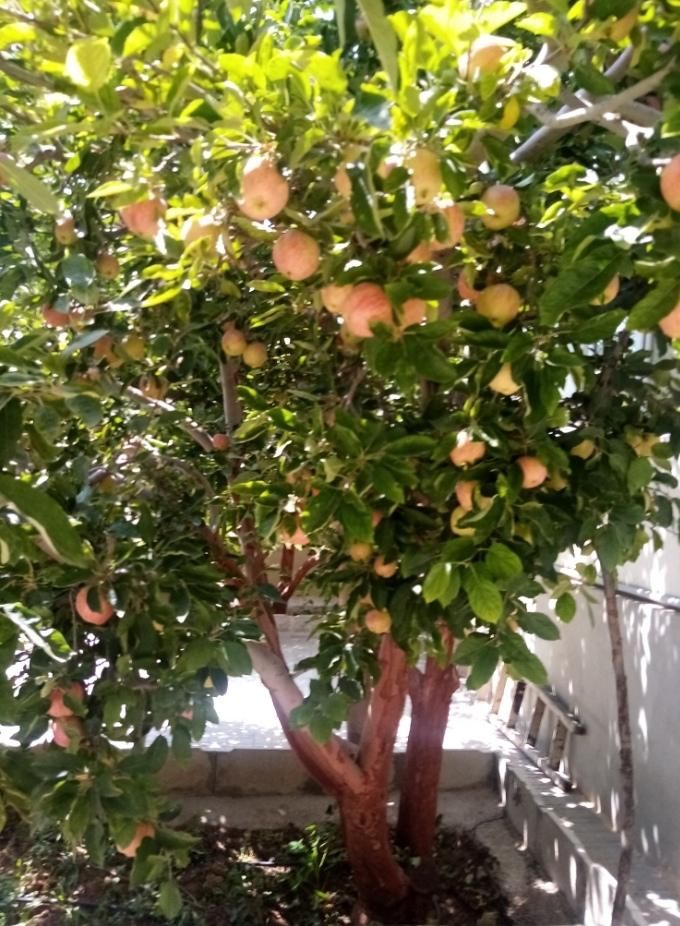 ویلا باغچه دماوند جابان داخل بافت کنتور وصل|فروش خانه و ویلا|دماوند, دماوند|دیوار