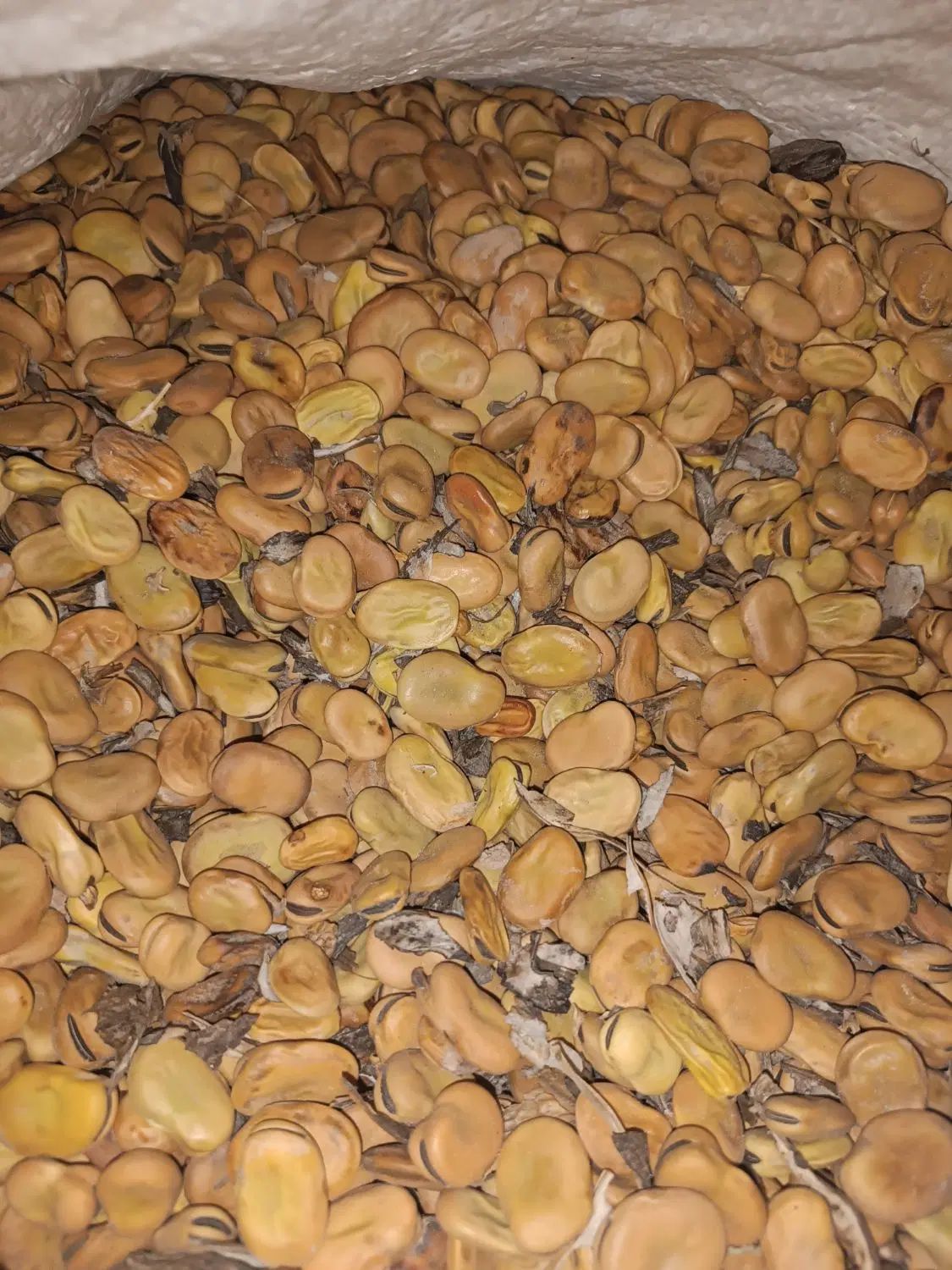 باقلا،گرفته ،امسال،در شهر حمیدیه|خوردنی و آشامیدنی|اهواز, سیاحی(سه راه خرمشهر)|دیوار