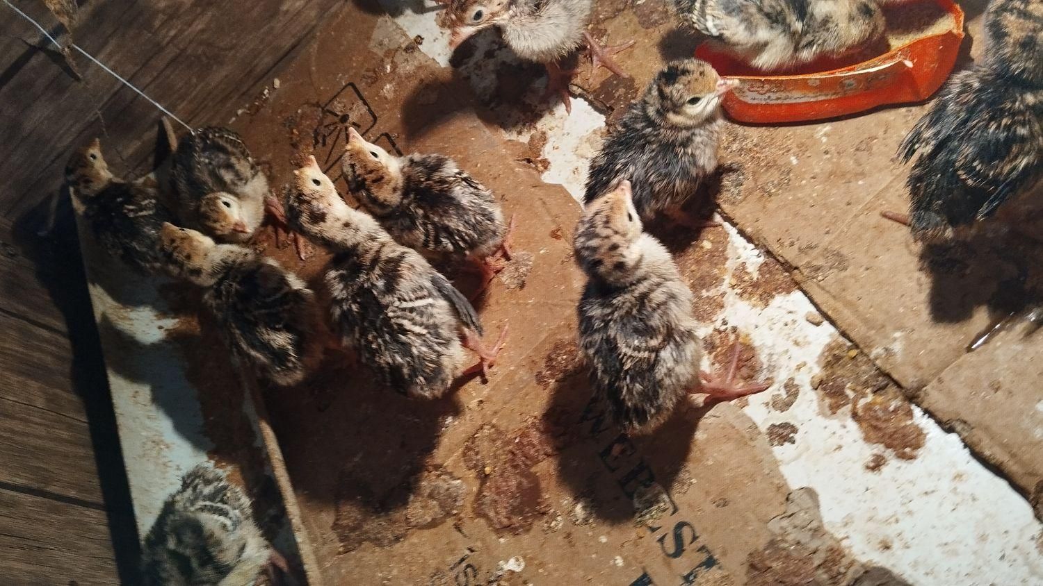 بوقلمون یک هفته ای|حیوانات|بندر ترکمن, |دیوار