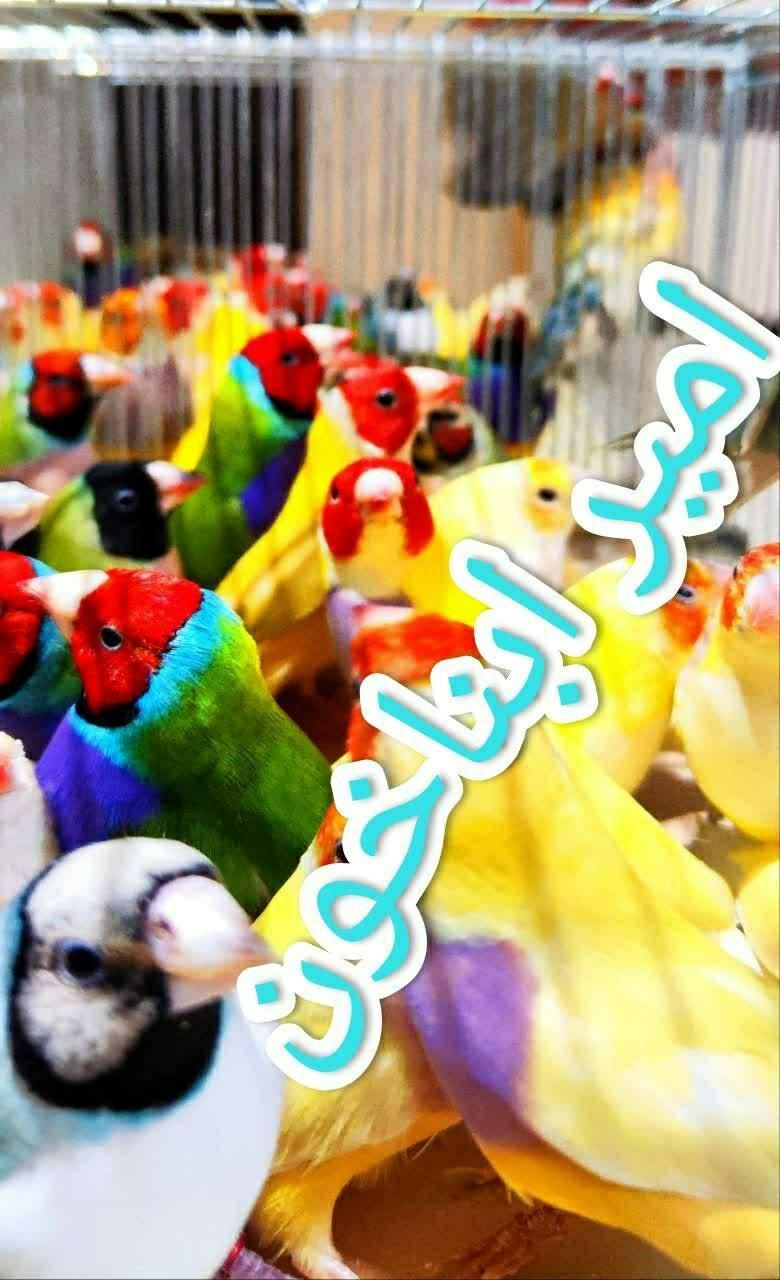 فنچ گلدین|پرنده|کرج, ساماندهی|دیوار