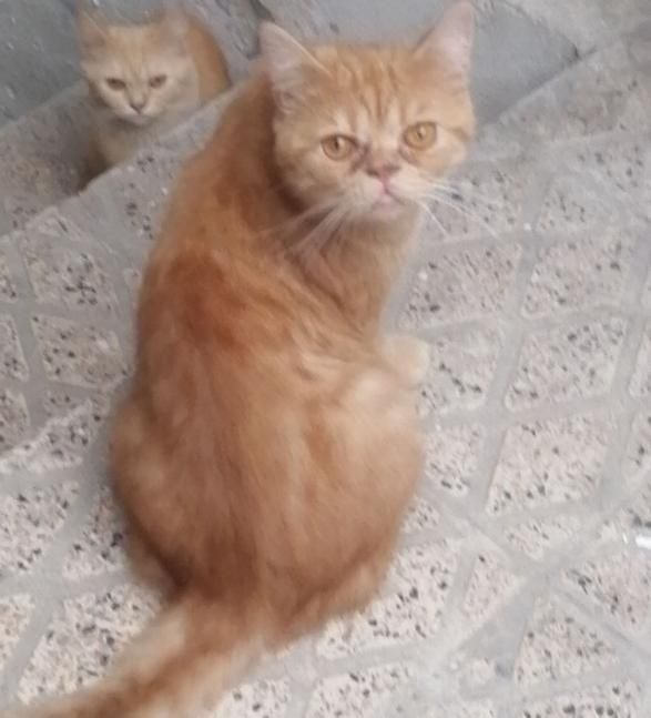 گربه اسکاتیش|گربه|گرگان, |دیوار