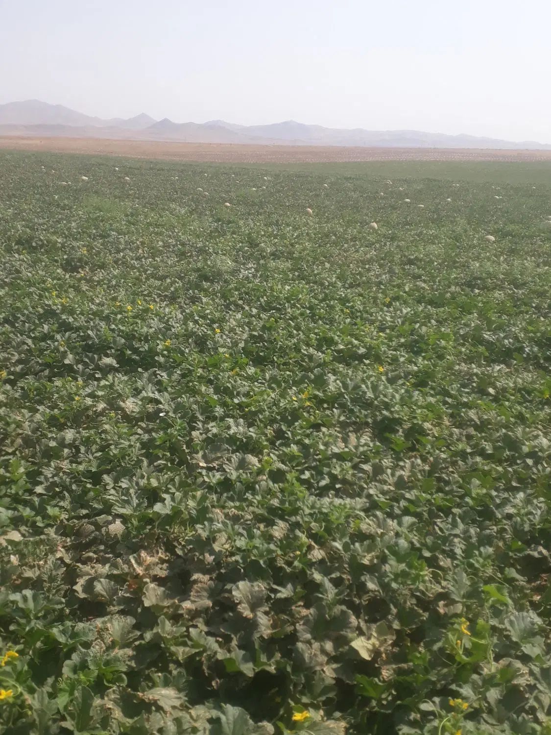 ۴۰نفر کارگر هستیم دنبال کارهستیم گوجه میوه لوبیا|خدمات باغبانی و درختکاری|تاکستان, |دیوار
