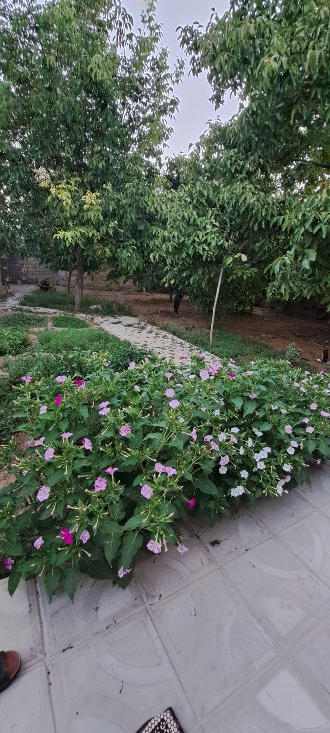 اجاره سوئیت ویلایی روزانه هفتگی و ماهانه|اجارهٔ کوتاه‌مدت آپارتمان و سوئیت|شهرکرد, |دیوار