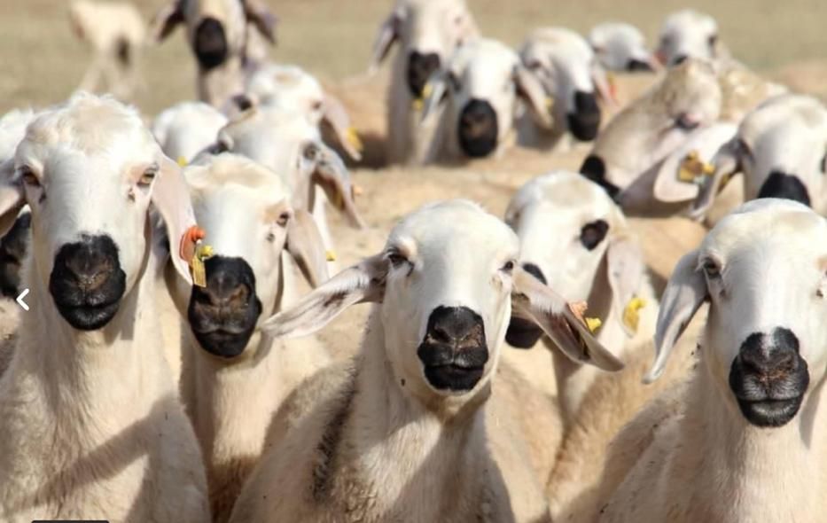 گوسفند   زنده  پرواری پور گوشت|حیوانات مزرعه|تهران, استاد معین|دیوار
