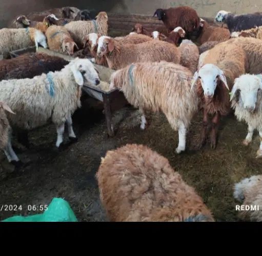 فقط 3روز دیگه تمدید شد*گوسفند زنده تعاونی* وخونی*|حیوانات مزرعه|مشهد, ایثارگران|دیوار