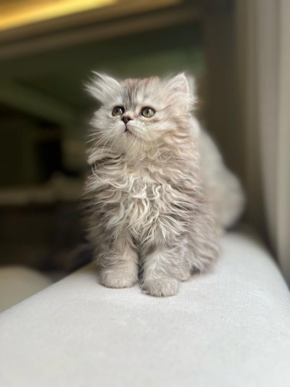 گربه های عروسکی جذاب|گربه|اهواز, کیانپارس |دیوار