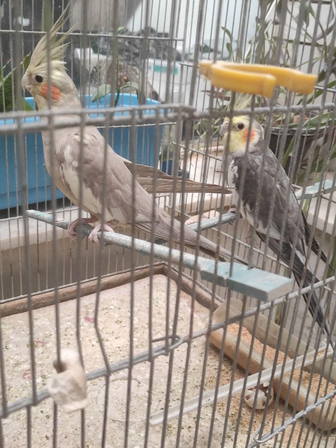 عروس هلندی|پرنده|شهرضا, |دیوار