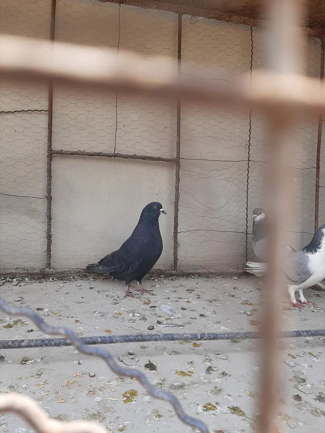 دمگیر|پرنده|اصفهان, خاتون‌آباد|دیوار