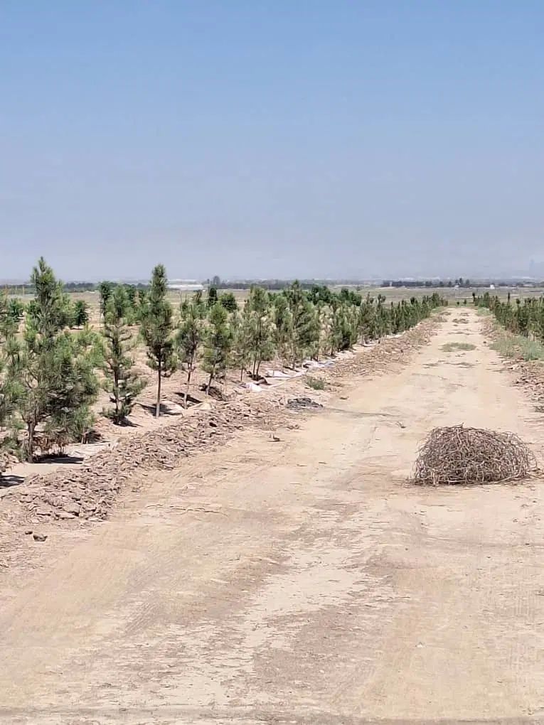 8000مترباغ سندشش دانگ سهیلیه اقبالیه|فروش زمین و ملک کلنگی|کرج, گلشهر|دیوار