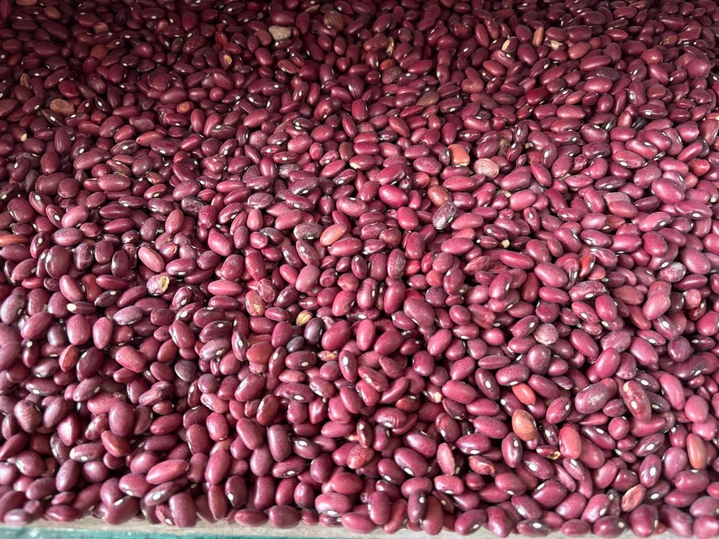 پخش حبوبات عمده ب (مستقیم از کشاورز خرید کنید)|خوردنی و آشامیدنی|رشت, منظریه|دیوار