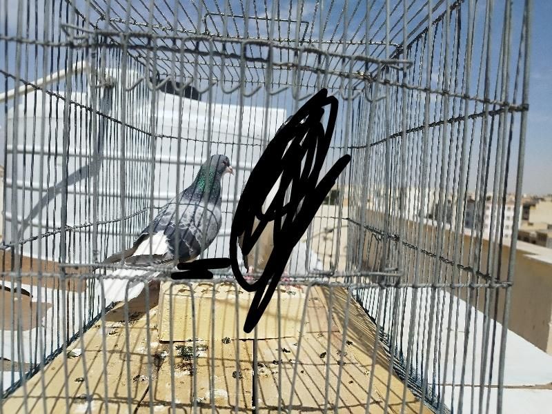 کفتر خرقه زنجیری|حیوانات|شاهین‌شهر, خانه کارگر|دیوار