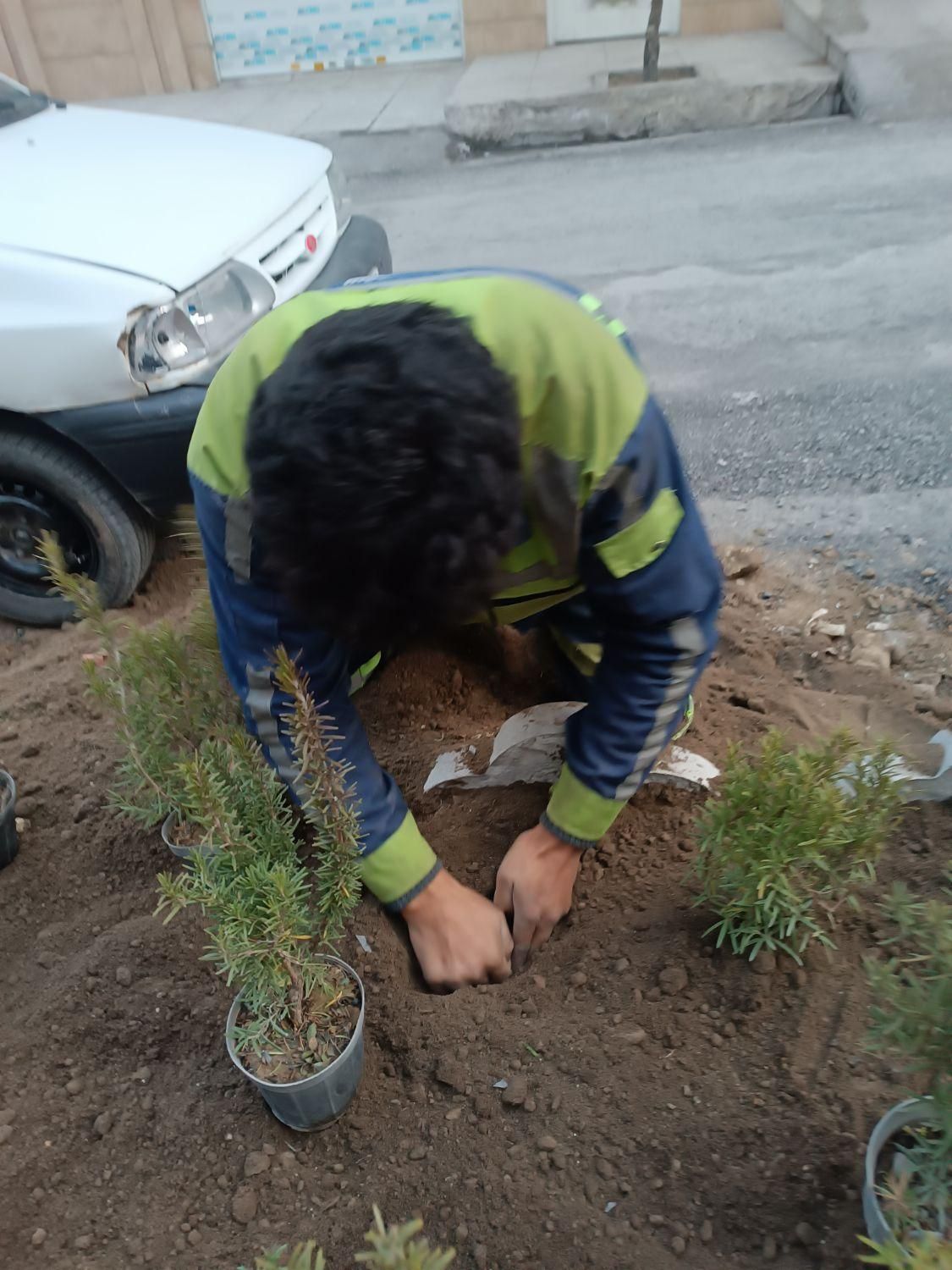 کلیه کارهای سم پاشی،باغبانی،گل کاری وهرس ،تیلرزنی|خدمات باغبانی و درختکاری|مشهد, سرافرازان|دیوار